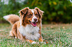 Australian Shepherd