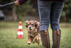 Australian Shepherd beim Hundesport