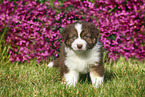 Australian Shepherd Welpe