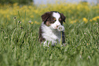 Australian Shepherd Welpe