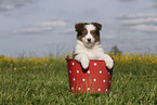 Australian Shepherd Welpe