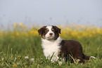 Australian Shepherd Welpe