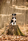 Australian Shepherd Welpe