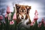 ausgewachsener Australian Shepherd