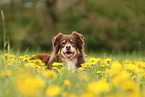 Australian Shepherd