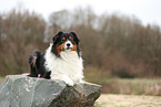 Australian Shepherd