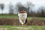 Australian Shepherd