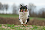 Australian Shepherd