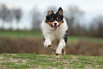 Australian Shepherd