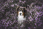 Australian Shepherd