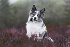 Australian Shepherd