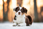 junger Australian Shepherd