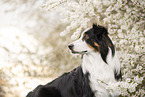 Australian Shepherd