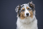 Australian Shepherd