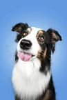 Australian Shepherd