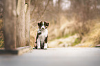 Australian Shepherd