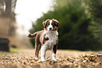 Australian Shepherd