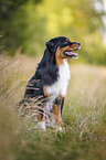 Australian Shepherd