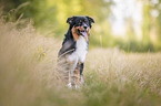 Australian Shepherd