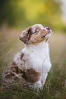 Australian Shepherd Welpe