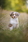 Australian Shepherd Welpe