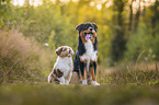 Australian Shepherds