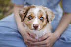 Australian Shepherd Welpe