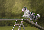 Australian Shepherd