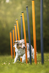 Australian Shepherd