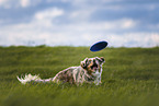 Australian Shepherd