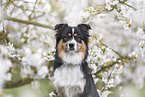 Australian Shepherd