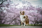 Australian Shepherd