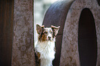 Australian Shepherd