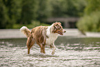 Australian Shepherd