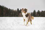 Australian Shepherd