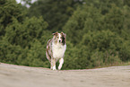 red-merle Australian Shepherd