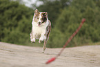 red-merle Australian Shepherd