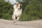 red-merle Australian Shepherd