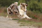 red-merle Australian Shepherd