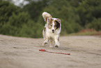 red-merle Australian Shepherd