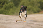 black-tri Australian Shepherd