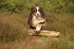 red-tri Australian Shepherd