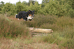 black-tri Australian Shepherd