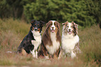 Australian Shepherds