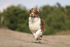 red-tri Australian Shepherd