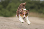 red-tri Australian Shepherd