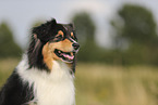 black-tri Australian Shepherd