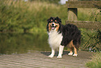 black-tri Australian Shepherd