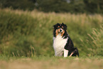 black-tri Australian Shepherd