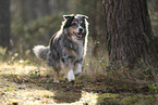 blue-merle Australian Shepherd